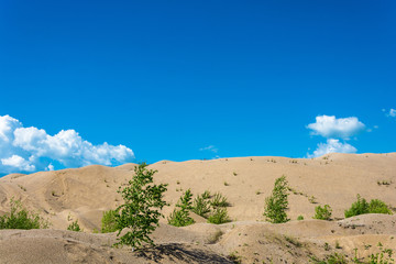 Sand dunes overgrown with young trees and shrubs.