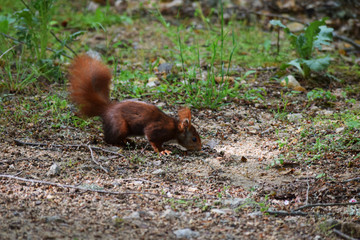 Ardilla en el bosque