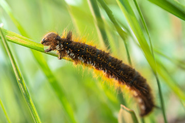Caterpillar crawling on the grass