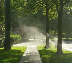 Morning Sprinklers