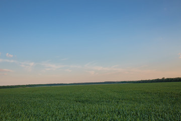Russia, time lapse. Clouds over the vast fields of ripe wheat in the middle of summer at sunset.