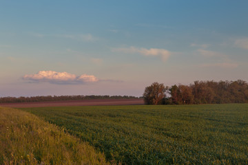 Fototapeta premium Russia, time lapse. Clouds over the vast fields of ripe wheat in the middle of summer at sunset.