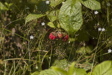 Mountain flower glade with fresh and ripe raspberry fruit and leaves, Plana mountain, Bulgaria 