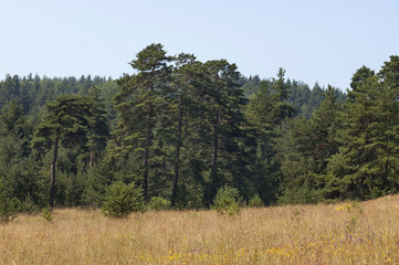 Beautiful landscape of summer nature with flower glade and coniferous forest,  Plana mountain, Bulgaria 