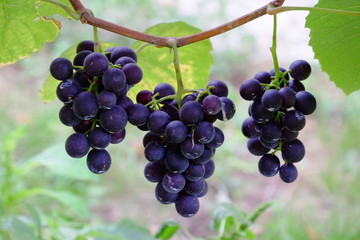 grapes