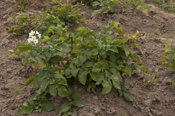 View of potato plant with blom close up in the mountain field, Plana mountain, Bulgaria 