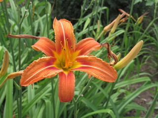 Obraz premium flower