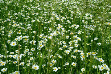 Beautiful field with chamomile flowers. Daisy flowers, camomile