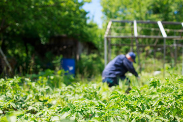 A man is weeding beds. Man in the garden