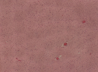 human body cells under a microscope