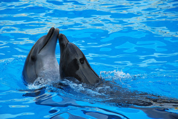 Two dolphins playing in the water
