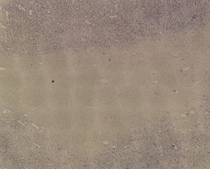 human body cells under a microscope