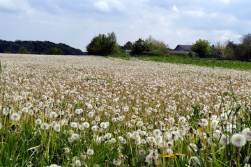 Feld mit verblühten Löwenzahn, Taraxacum 