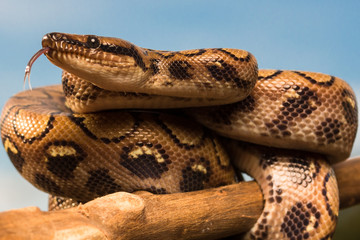 snake