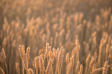 Fototapeta premium Wheat Field - background