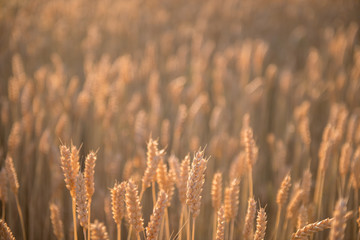 Wheat Field - background