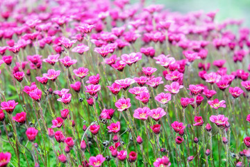 Saxifrage. Perennial garden plant in the garden