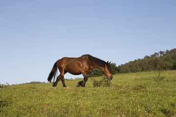 Obraz premium Brown horse