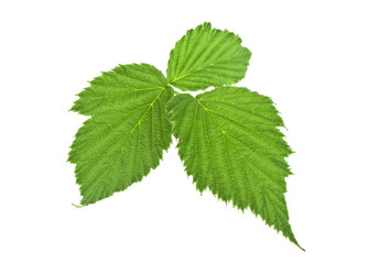 Blackberry leaves isolated on a white background