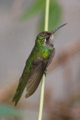 Naklejka premium Colibri