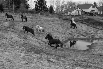 Horses in Iceland