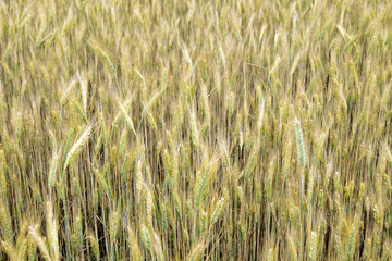 Grain ears grow in the field. Agricultural harvest. Rural landscape.