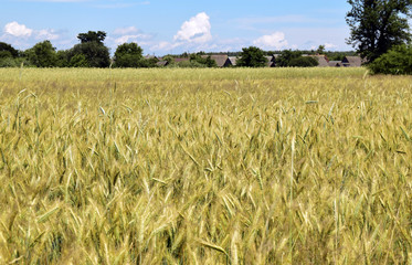 Grain ears grow in the field. Agricultural harvest. Rural landscape.
