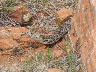 Snake, Sedona, Arizona