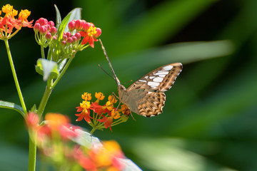 Farfalla