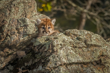 Female Cougar Kitten (Puma concolor) Nestled in Rocks