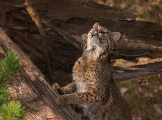 Bobcat (Lynx rufus) Stretches Upward