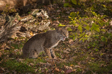 Bobcat (Lynx rufus) Sits on Ground Mouth Open
