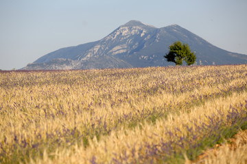 lavandes en Provence