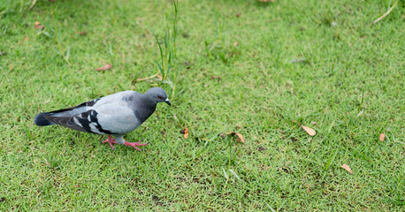 Pigeon looking for food on lawn green grass
