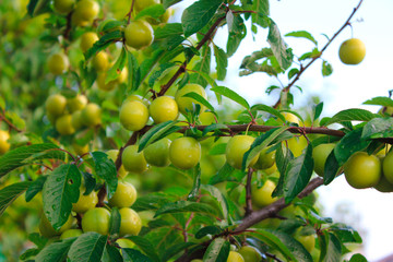 Growing plum