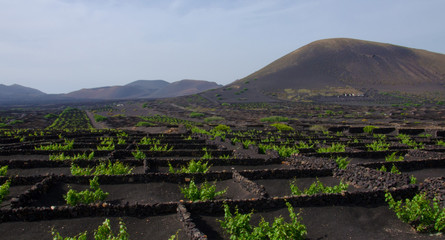 Weinanbau auf den Kanarischen Inseln