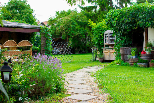 Fototapeta lavender flower in the garden