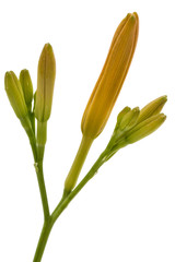 Bud of  day-lily, isolated on white background