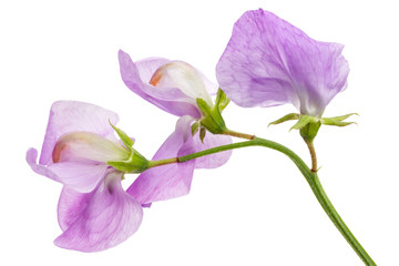 Flowers of sweet pea, isolated on white background - 163405849