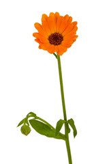 Flower of calendula, isolated on white background