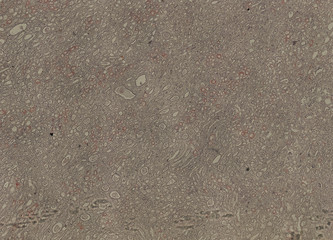 human body cells under a microscope