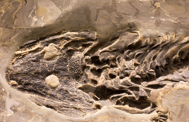 Fossils of amphibian in rock