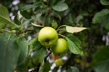 Green apples on the tree. Slovakia