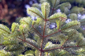 Branch of Greek fir (Abies cephalonica).