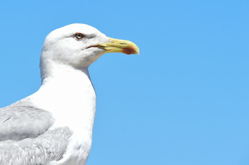 Closeup of a seagull head looking sideways