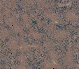 human body cells under a microscope