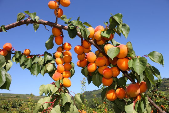 Abricots de la Drôme 