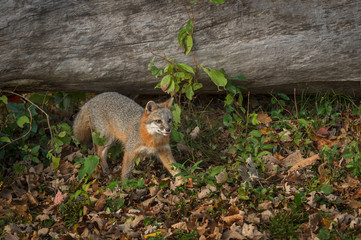 Grey Fox (Urocyon cinereoargenteus) Walks Past Log