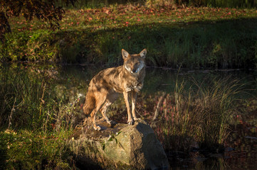 Obraz na płótnie Canvas Coyote (Canis latrans) Stares Out From Rock