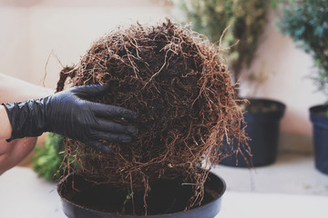 Woman is replanting a tree with black gloves